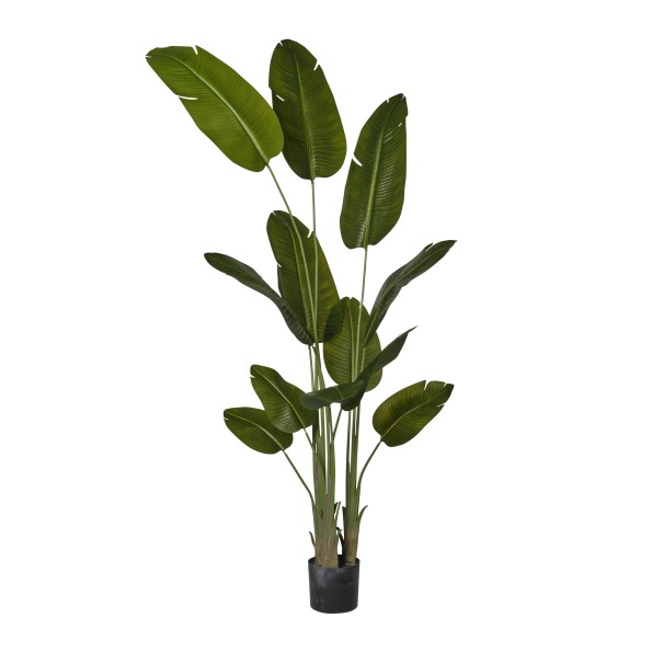 PLANTA STRELITZIA X 3 EN MACETA H.240 CM