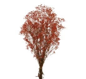 PANICULATA ROJO  PRESS  ROJO (54)