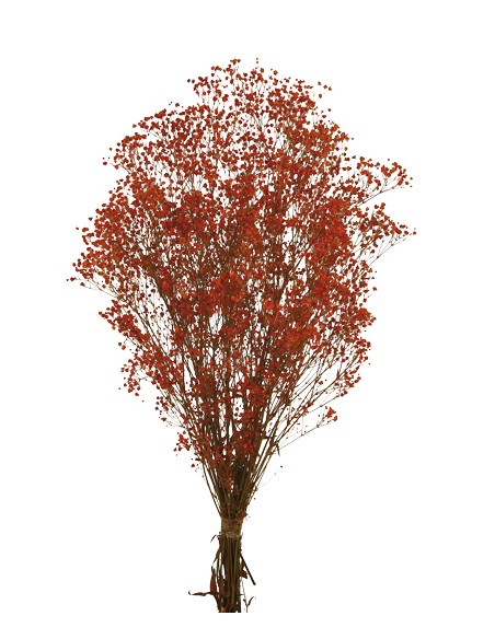 PANICULATA ROJO  PRESS  ROJO (54)