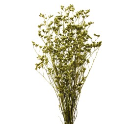 LIMONIUM PRESS 70 CMS. VERDE (60)