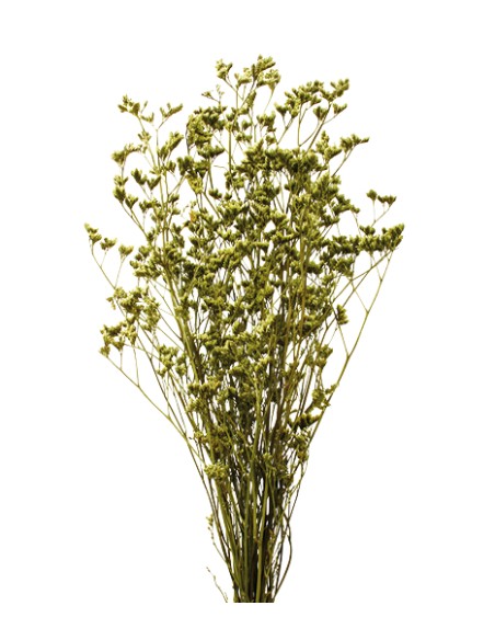 LIMONIUM PRESS 70 CMS. VERDE (60)