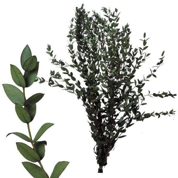 EUCALIPTUS PARVIFOLIA PRESS VERDE (67)
