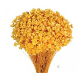 GLIXIA 50 cms. AMARILLO (10)