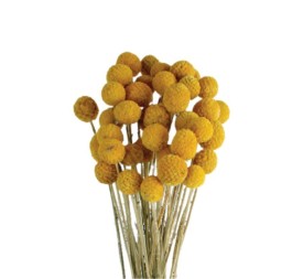 CRASPEDIA 50 cms. NATURAL (04)