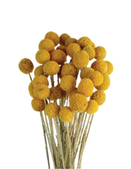 CRASPEDIA 50 cms. NATURAL (04)