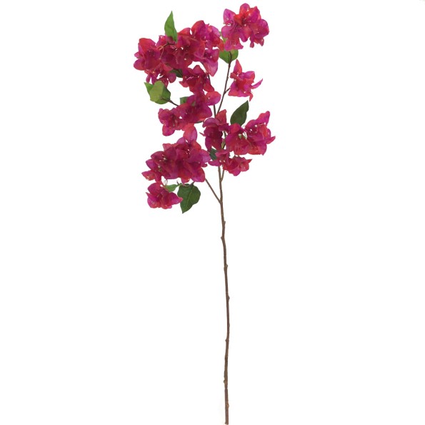 BOUGANVILLEA (6254-07)