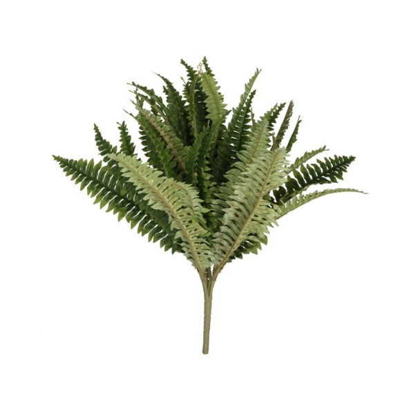 RAMO BOSTON FERN X 39 - 51 CM