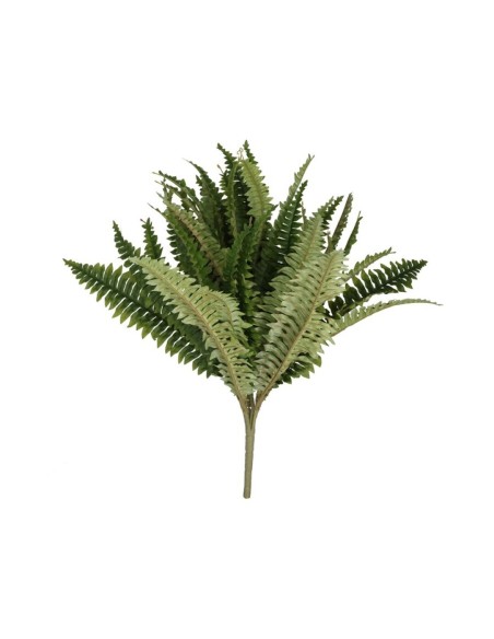 RAMO BOSTON FERN X 39 - 51 CM