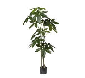 PLANTA ARALIA X 3 CM130 EN MACETA