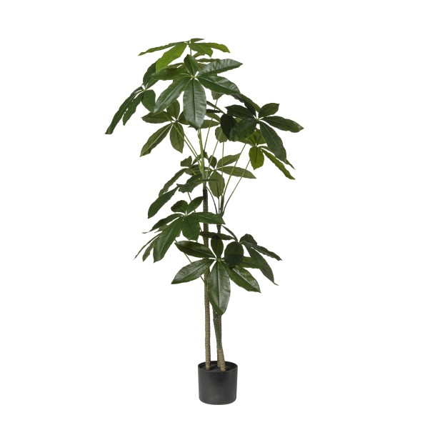 PLANTA ARALIA X 3 CM130 EN MACETA