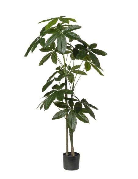 PLANTA ARALIA X 3 CM130 EN MACETA