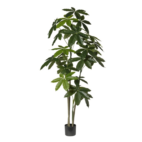 PLANTA ARALIA X 4 CM 160 EN MACETA