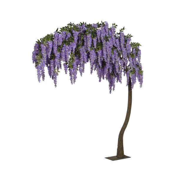 ARBOL WISTERIA  ARQUEADA 300 CM