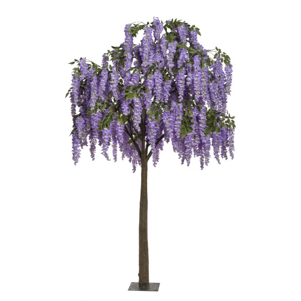 ARBOL WISTERIA CM 300