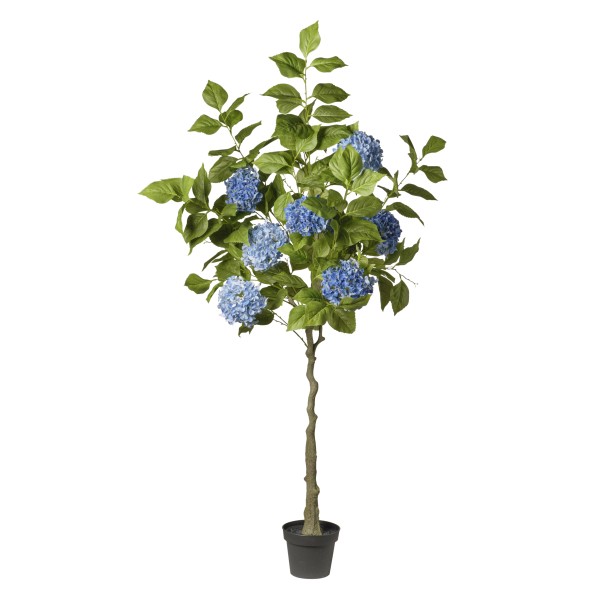 ARBOL HORTENSIA AZUL  EN MACETA 180 CM