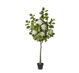 ARBOL HORTENSIA BLANCA  EN MACETA 180 CM