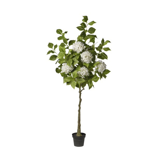 ARBOL HORTENSIA BLANCA  EN MACETA 180 CM