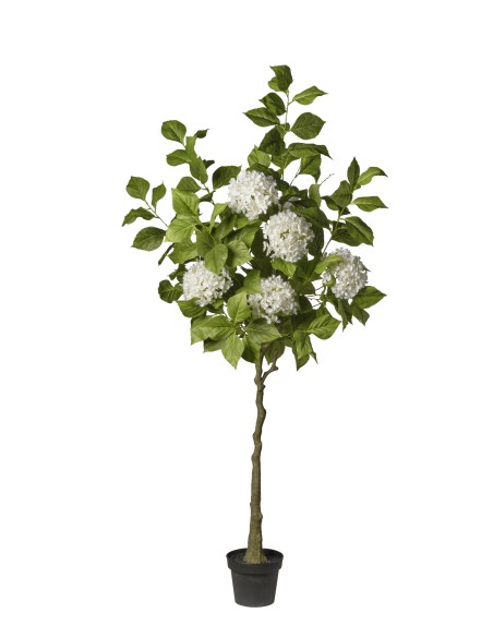 ARBOL HORTENSIA BLANCA  EN MACETA 180 CM