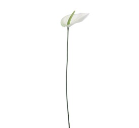 ANTHURIUM MINI 48 CMS (1203-01)