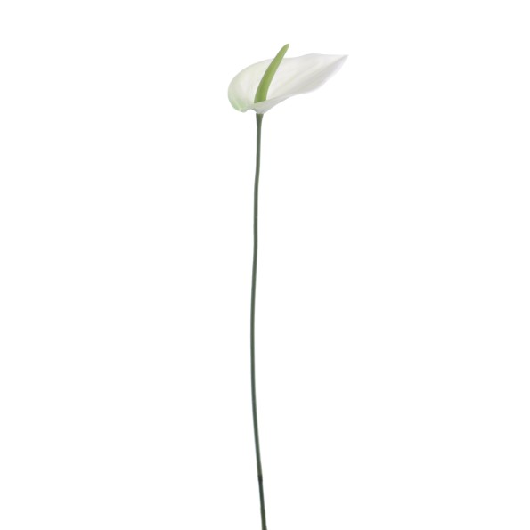 ANTHURIUM MINI (1203-01)