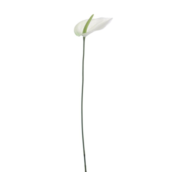 ANTHURIUM MINI 48 CMS (1203-01)