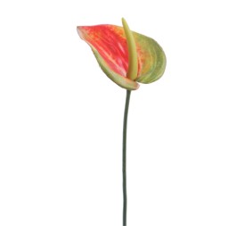 ANTHURIUM MINI 48 CMS (1203-28)