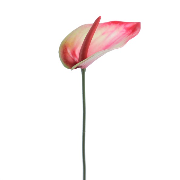 ANTHURIUM MINI (1203-75)