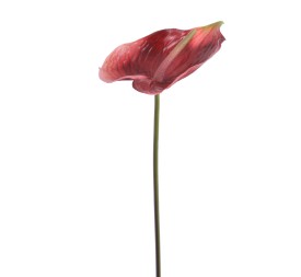 ANTHURIUM (1204-17)