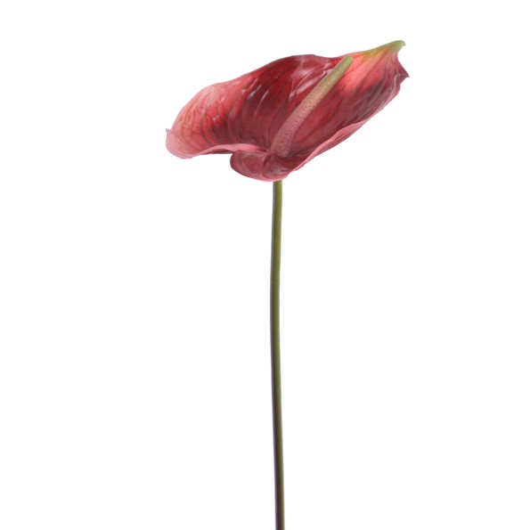 ANTHURIUM (1204-17)