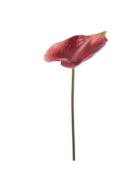 ANTHURIUM (1204-17)