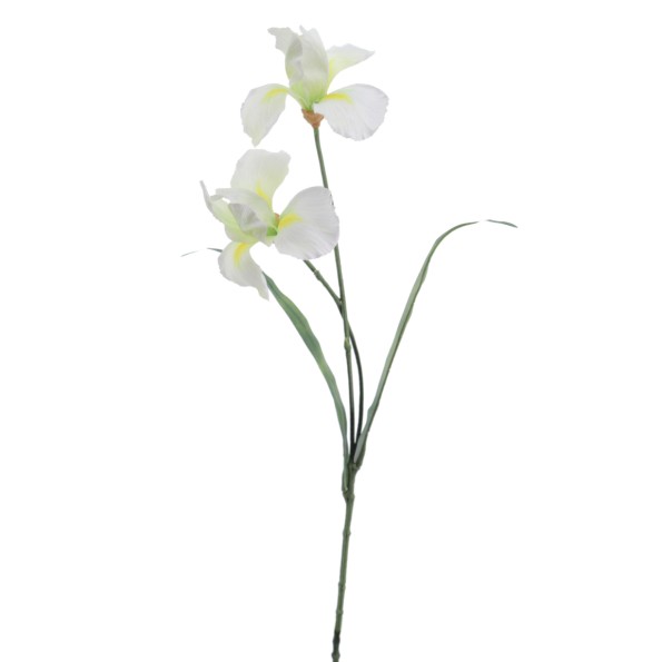 IRIS ALT 55 D12 CMS    1213-01