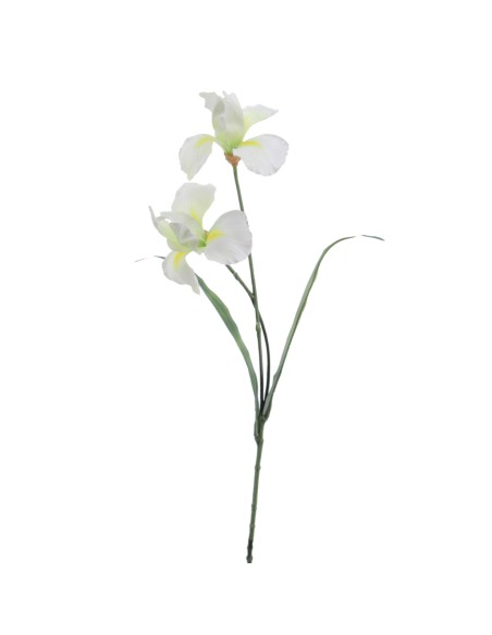 IRIS ALT 55 D12 CMS    1213-01