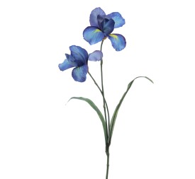 IRIS (1213-10)