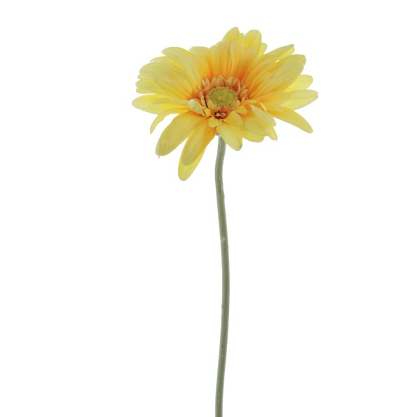 GERBERA (1408-02)