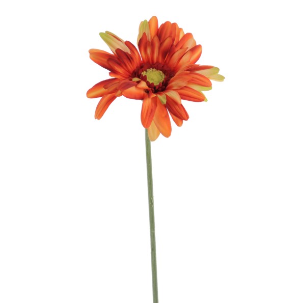 GERBERA (1408-15)