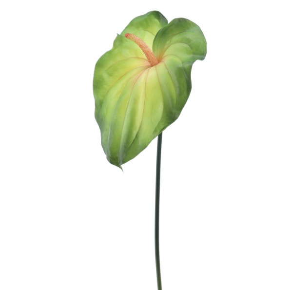 ANTHURIUM REAL TOUCH (2472-09)