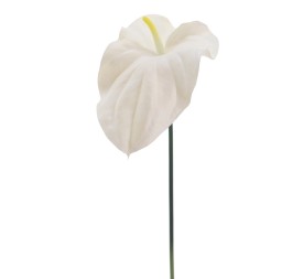 ANTHURIUM REAL TOUCH (2742-11)