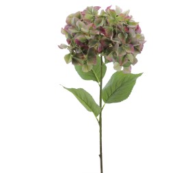 HYDRANGEA (2765-09)