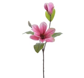 MAGNOLIA (4331-07)
