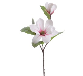 MAGNOLIA (4331-54)