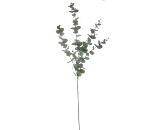 EUCALYPTUS 116 CMS  (1209-09)