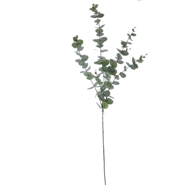 EUCALYPTUS 116 CMS  (1209-09)