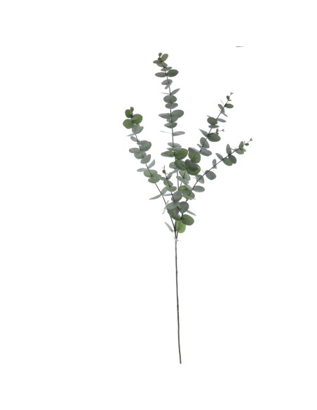 EUCALYPTUS 116 CMS  (1209-09)
