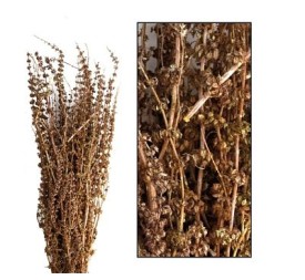 PALMA GRASS NATURE 50-65cm 100gr