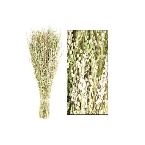 STAR GRASS BUNCH 100gr