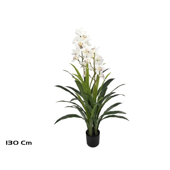 PLANTA CYMBIDIUM SATIN 130 CM