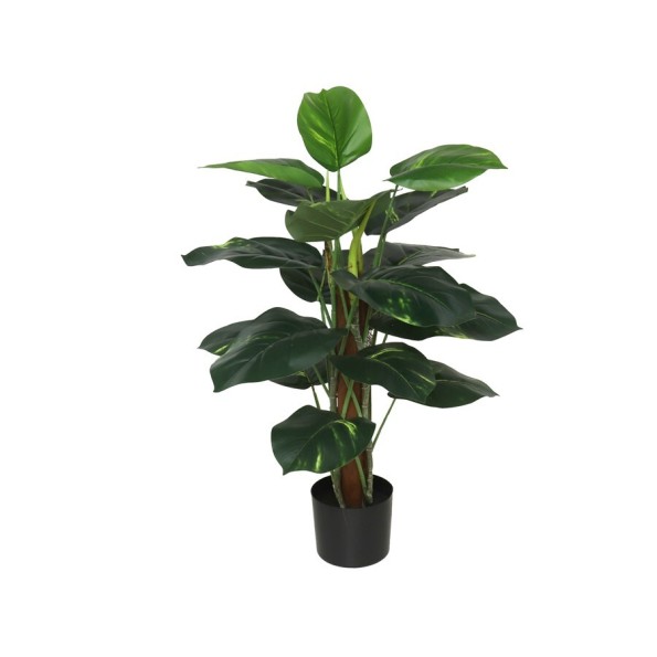 PLANTA POTUS X 18 T/ COCO 75 CM