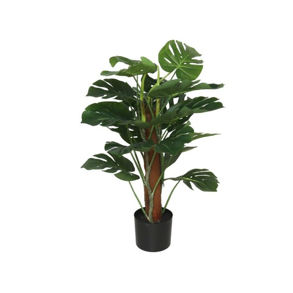 PLANTA MONSTERA X 18 T/ COCO 75 CM