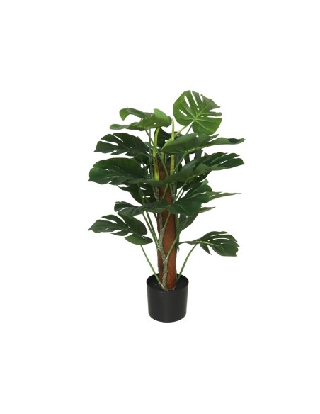 PLANTA MONSTERA X 18 T/ COCO 75 CM