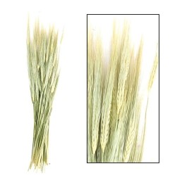 HORDEUM BUNCH